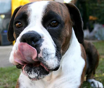 Tip of the Month: Saliva Stress