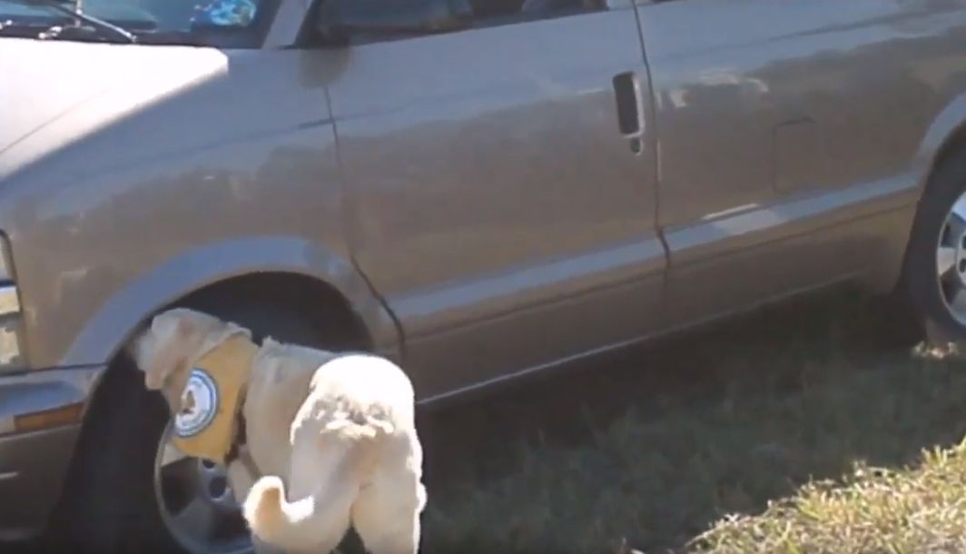 Nosework Spotlight: Buddy!