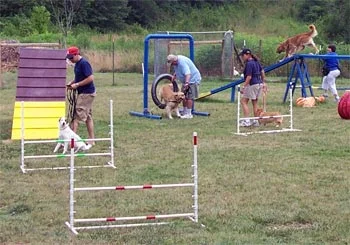 Tip of the Month: Agility Courses