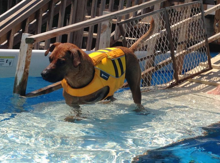 Why should you take your dog swimming?