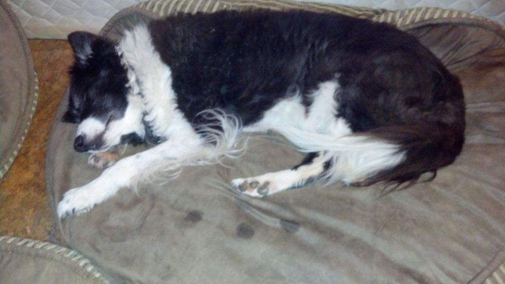 Spotlight: Elijsha's Dream