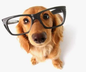 Trivia Time: How well do you know dogs?