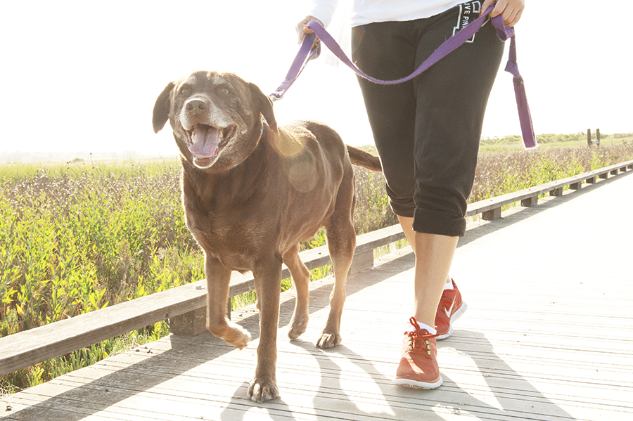 Tip of the Month: Loose Leash Walking