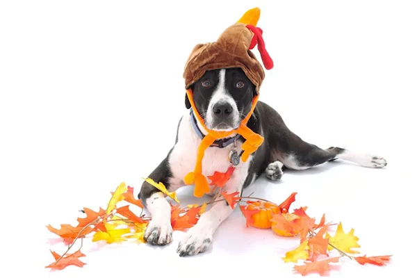 Tip of the Month: Thanksgiving Edition!