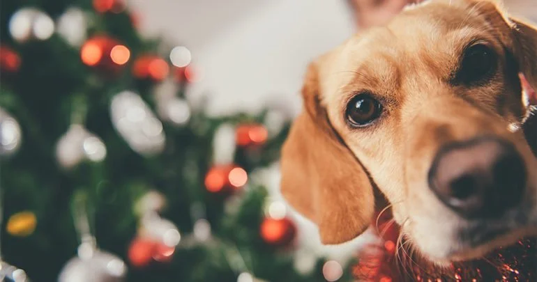 Tip of the Month: Holiday Season!