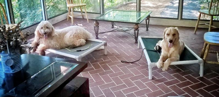 Tip of the Month: Dog Barking