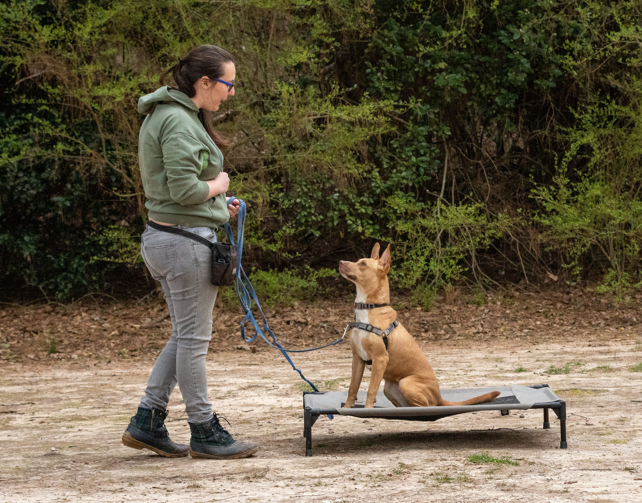 dog boot camp for aggression