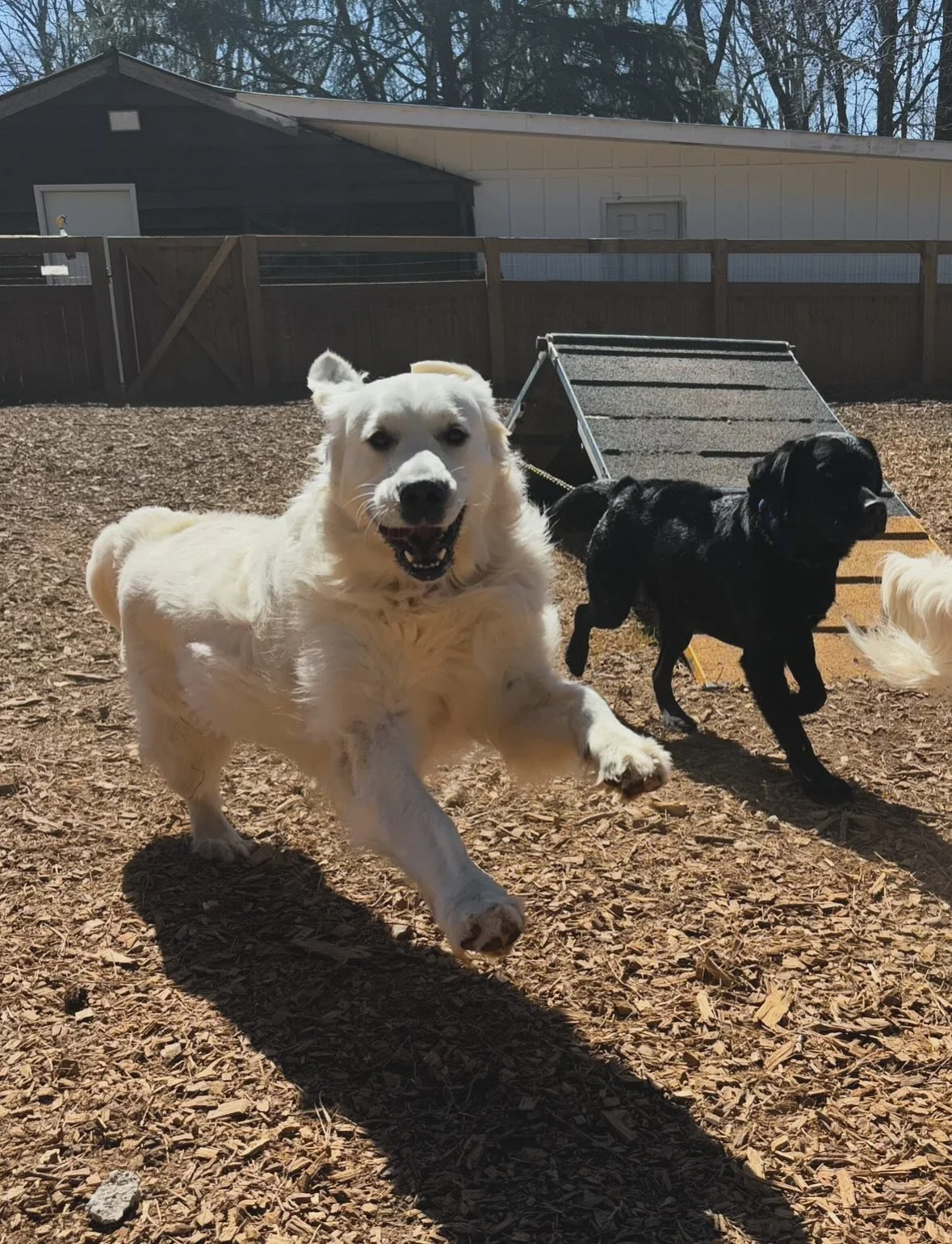 Just a few of our precious pups enjoying the day in doggy daycare! 🐾✨

Daycare offers so many benefits:
🐶 Socialization
💪 Confidence building
🧠 Mental stimulation
⚡️ A healthy outlet for high-drive dogs
&hellip; and so much more!

Going out of to