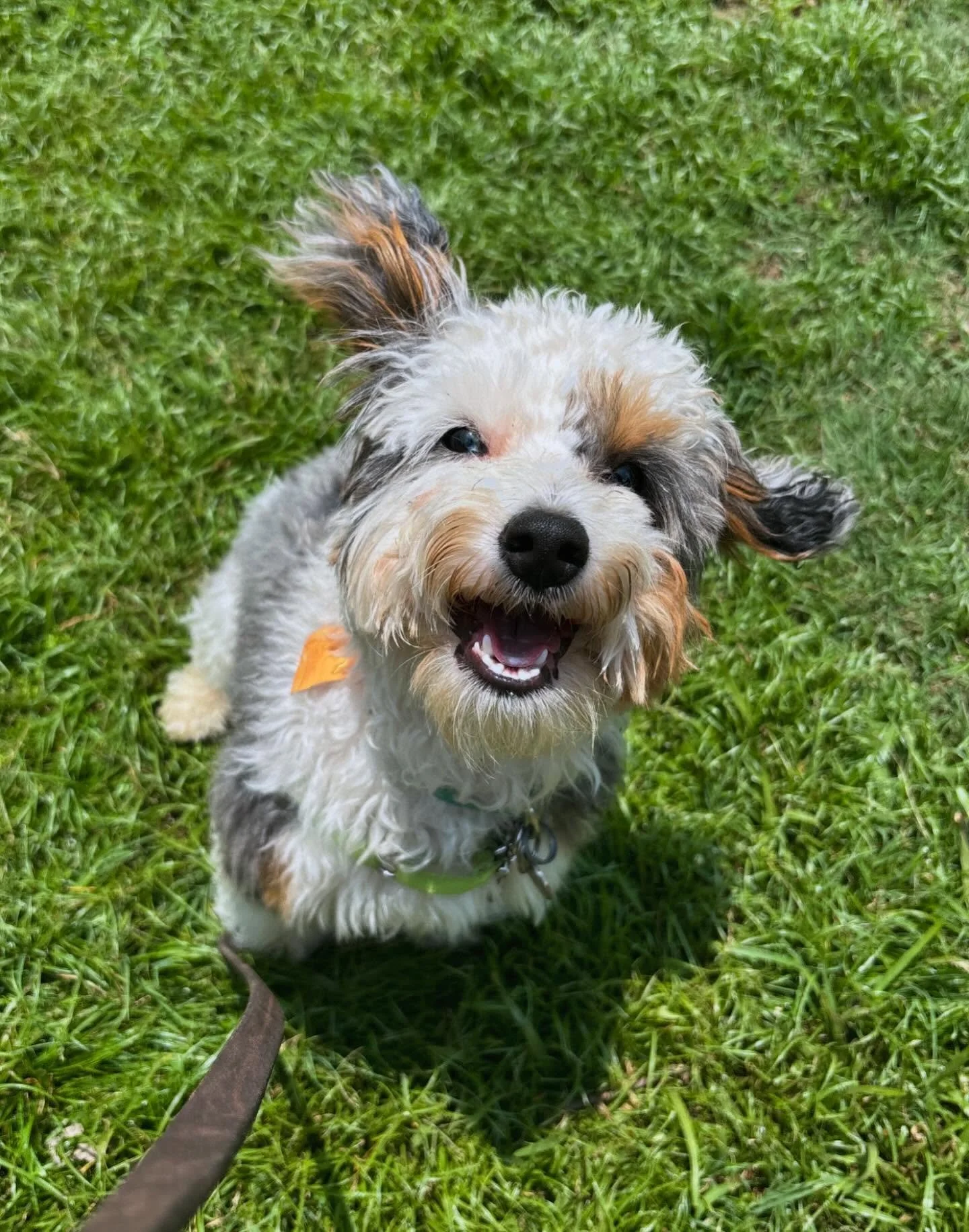 Got a &ldquo;selective listener&rdquo; at home? 
Give us 5 weeks and we&rsquo;ll have your dog mastering the basics&mdash;but only if they do their homework! 😉 Fun, hands-on training that builds confidence, improves social skills, and gets them actu