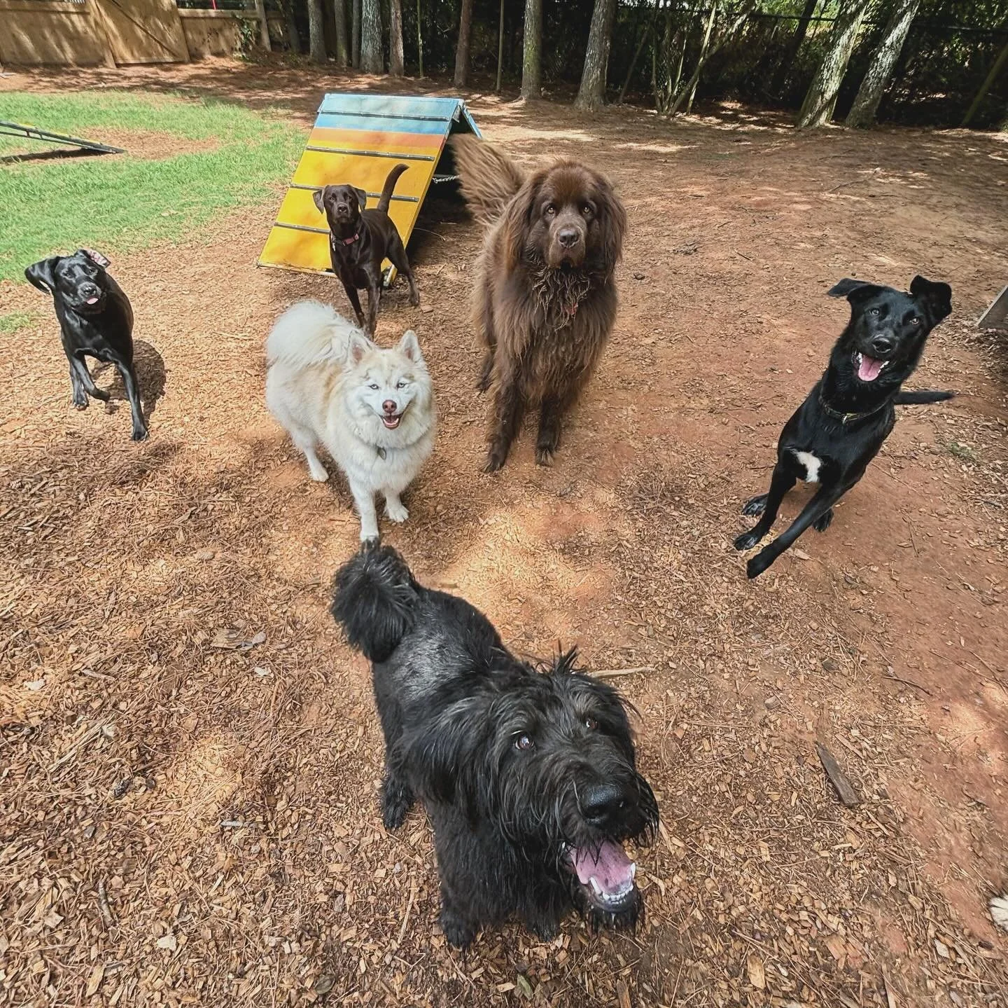 Warning: cuteness levels are off the charts today in daycare!