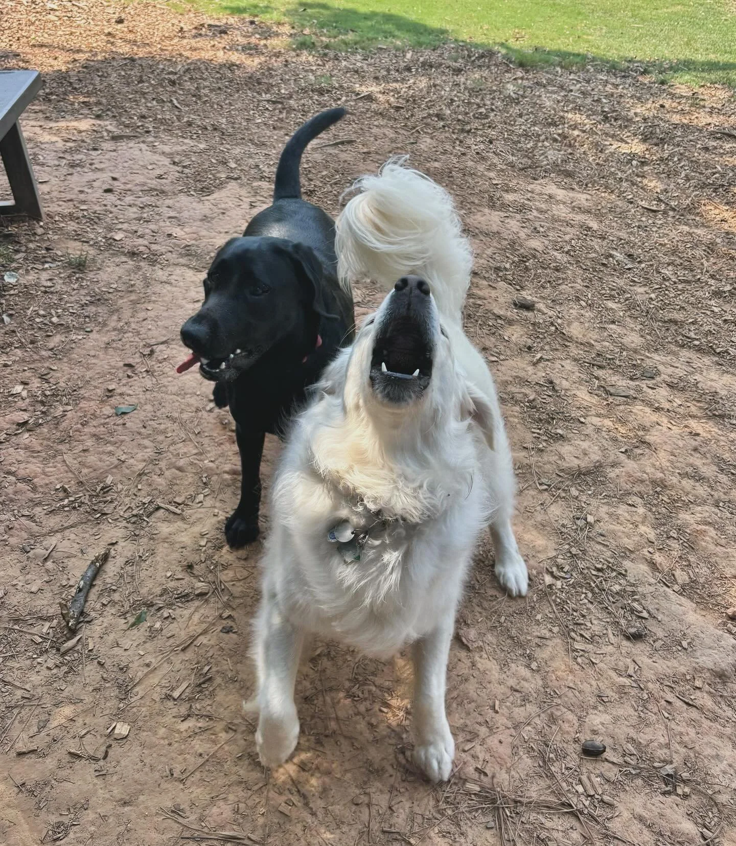 Harper&rsquo;s making the PAW-nouncement: daycare = best day ever