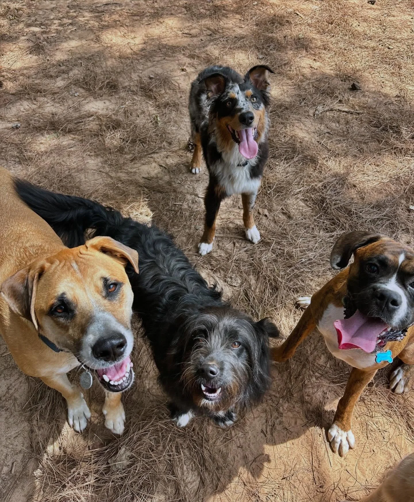 Powered by sunshine &amp; excessive tail wagging ⚡️☀️ #DoggyDaycare