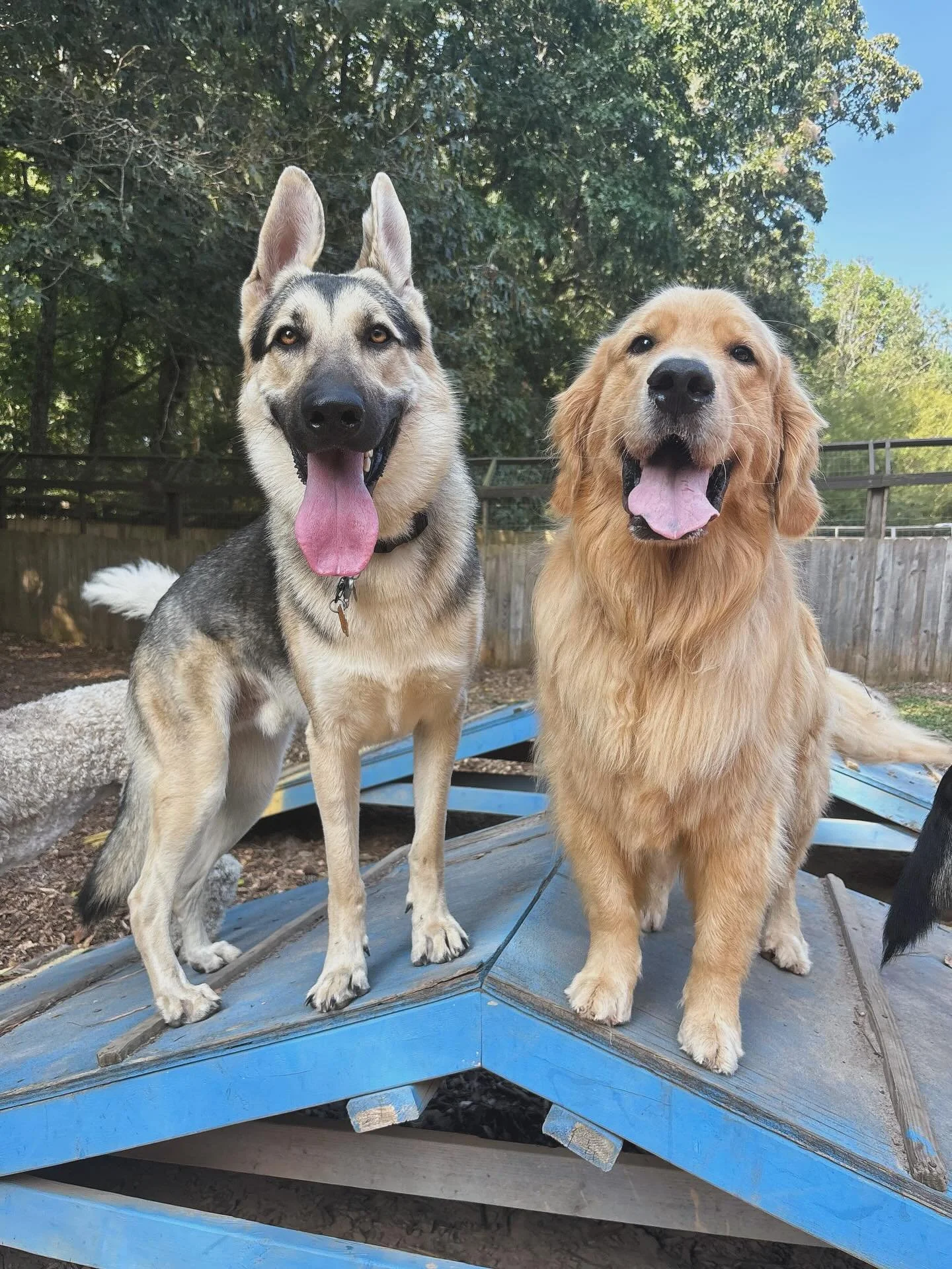 Daycare forecast: 100% chance of zoomies 🌞🐾