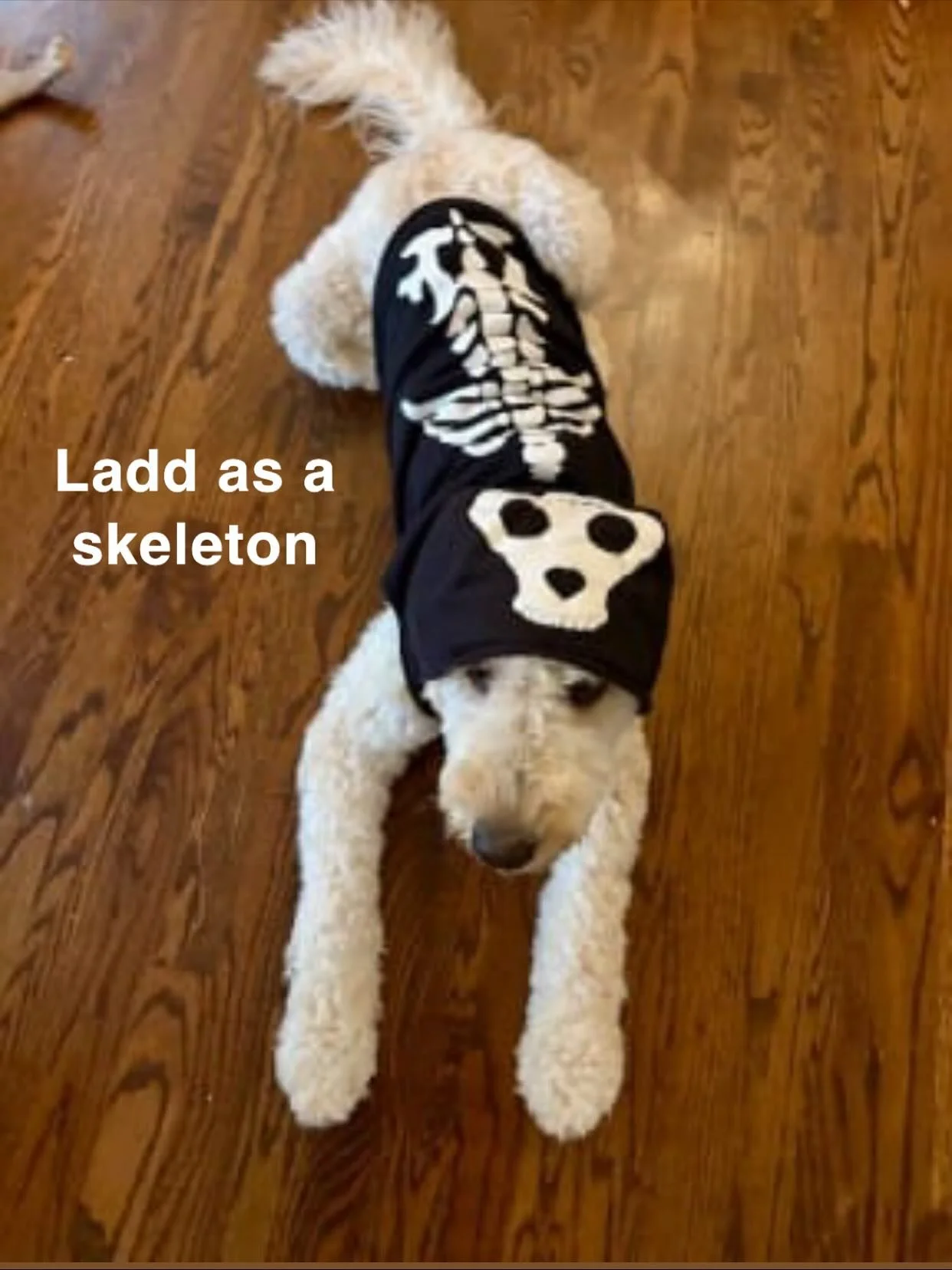 Part 2 of our Halloween Costume Contest entries! 🎃
We are so joyed and grateful for all of our amazing clients who entered this year &mdash; y&rsquo;all showed up!! 🧡👻
Winner will be announced soon, but until then, enjoy these adorable pups in the