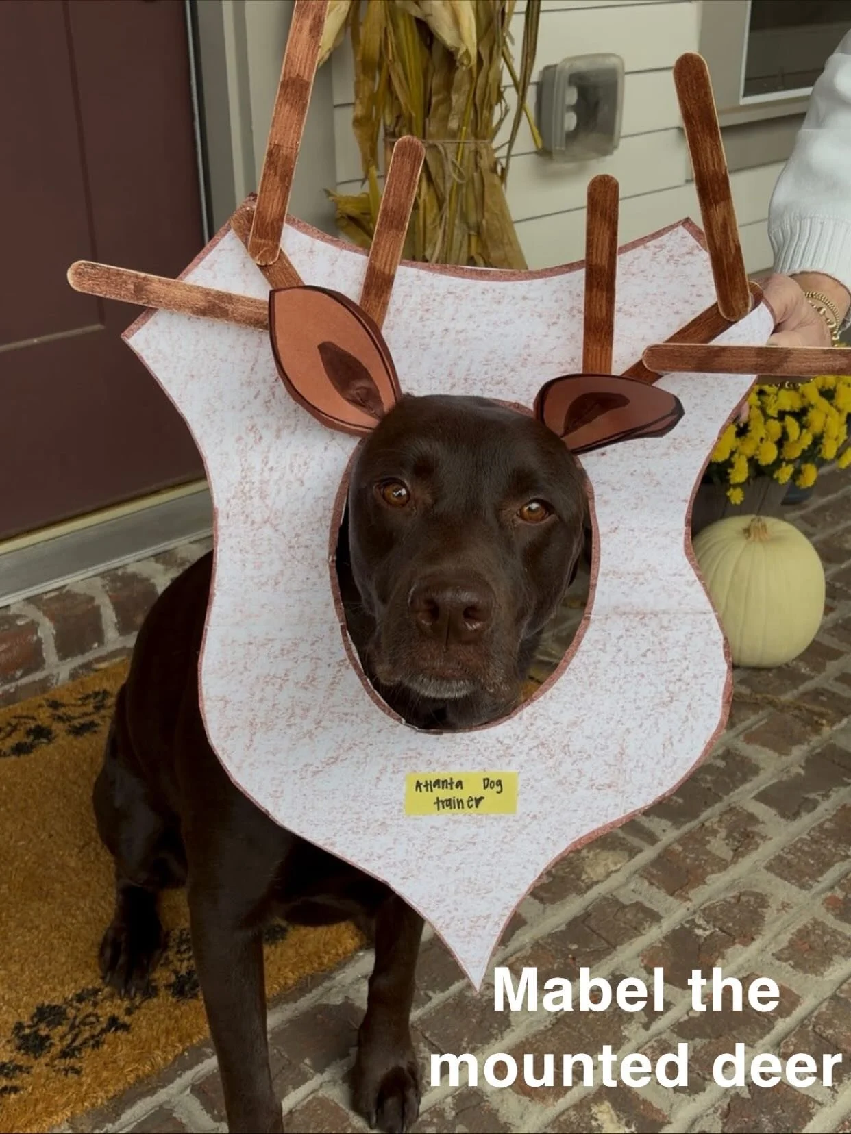 Part 1 of our Halloween Costume Contest entries! 🎃
We are so joyed and grateful for all of our amazing clients who entered this year &mdash; y&rsquo;all showed up!! 🧡👻
Winner will be announced soon, but until then, enjoy these adorable pups in the