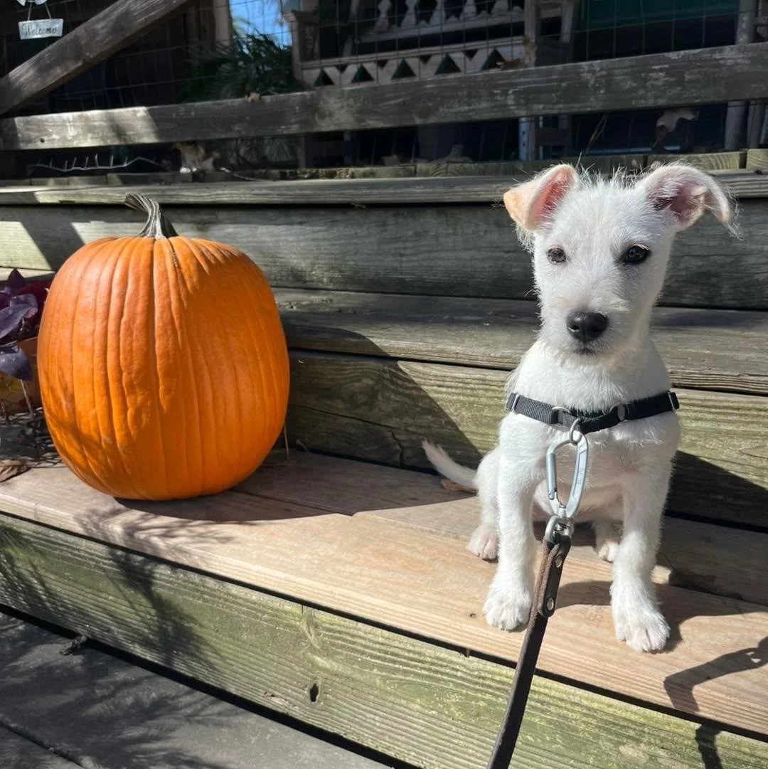 Some of our recent Board &amp; Train pups just doing their thing 🐾
Learning, playing, having fun&hellip; and if they&rsquo;re extra good, they might earn a pup cup 😉
Holiday spots are filling up quick, so check it out if you&rsquo;re considering th