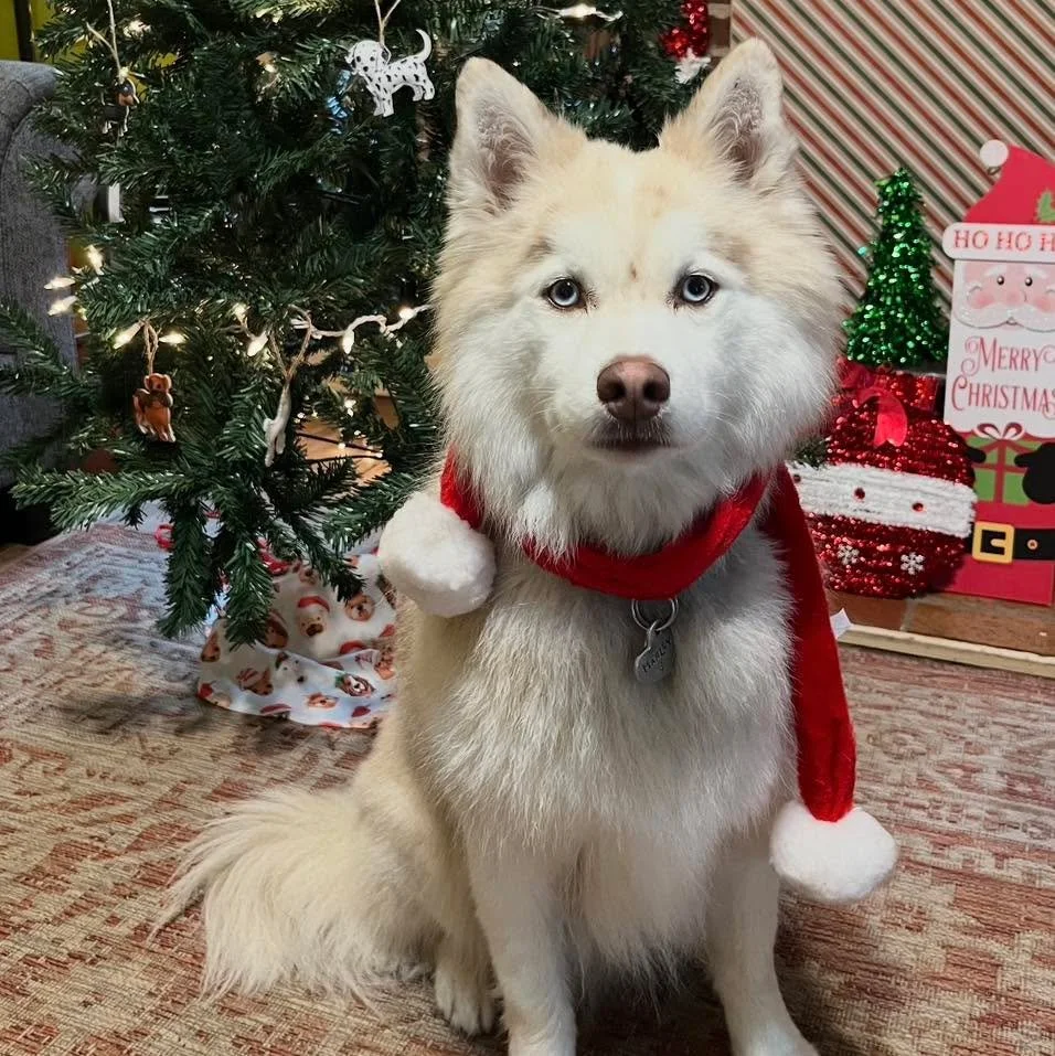 Warning: excessive cuteness ahead 🐶
These recent pups have been busy at the farm with all-day playtime, enrichment walks, santa photos, puzzles, training, pup cups, and premium snuggle time. Puppy love is kind of our thing 🐾