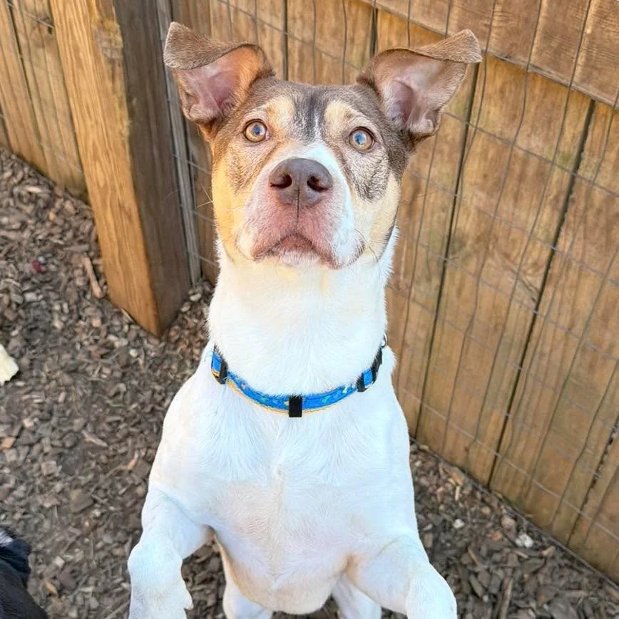 Everyone meet Ritz Bits &mdash; our newest foster pup! 🐶
Ritz is the goodest boy with the sweetest personality. He loves other dogs, loves people, and has so much playful energy. He&rsquo;s around 2 years old and about 40 lbs of pure fun.
His hobbie