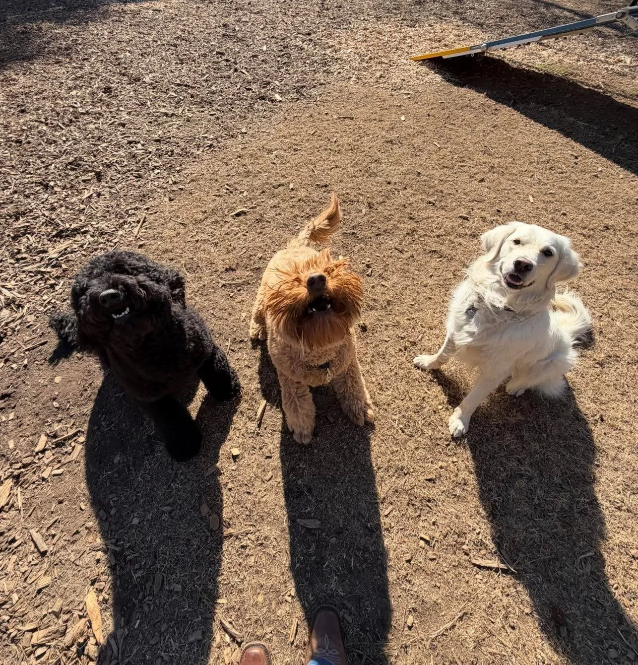Just another day in daycare at ADT 💗
Happy dogs, supervised group play, and lots of &ldquo;conversations&rdquo; happening in the play yard.
Exactly how we like it.