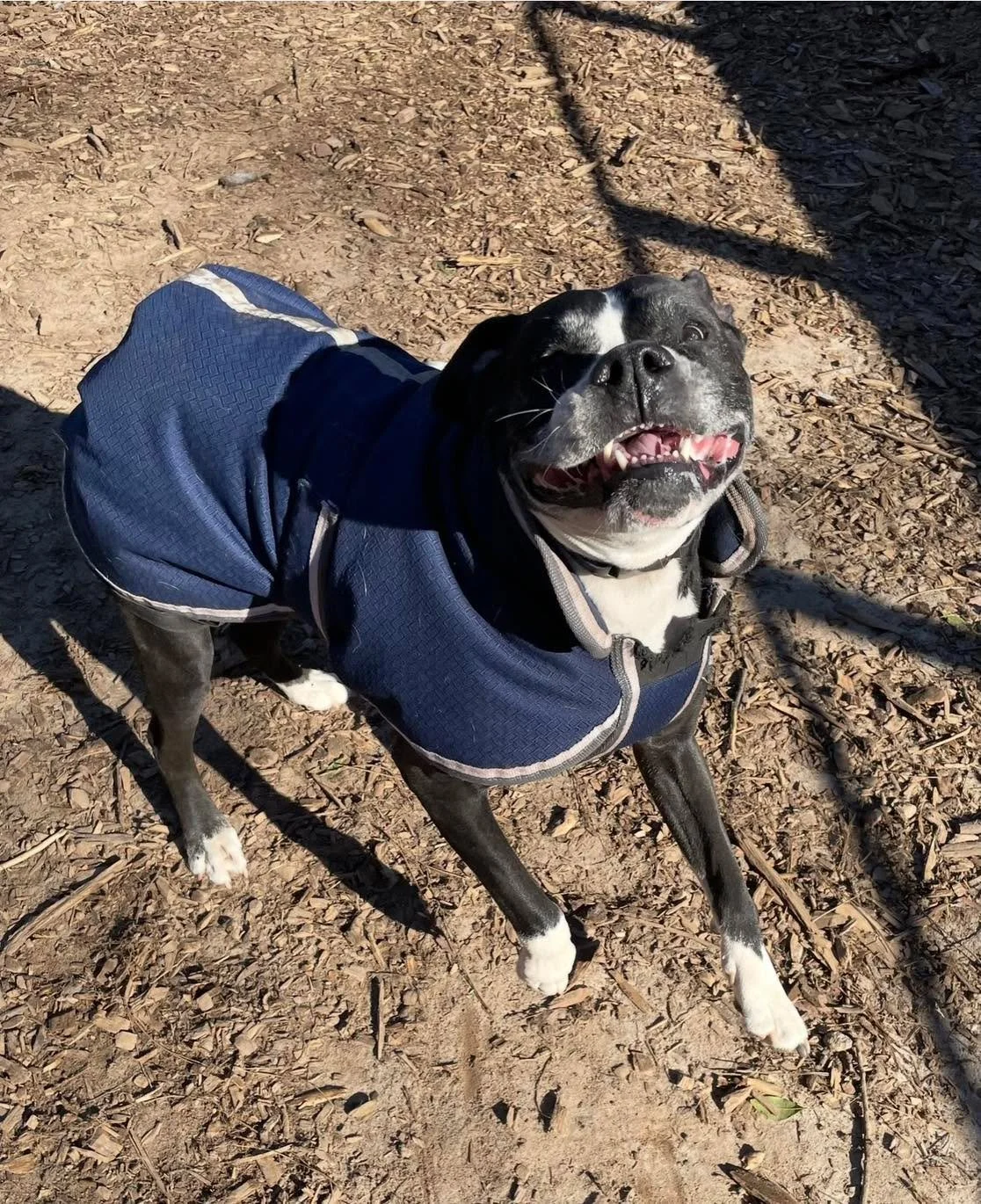 Cold weather doesn&rsquo;t stop the fun at ADT ❄️
But we do adjust for it.
With the freeze this weekend, dogs will be in jackets, play groups will be rotated, and everyone will get plenty of warm-up time inside to keep things safe and comfortable &md