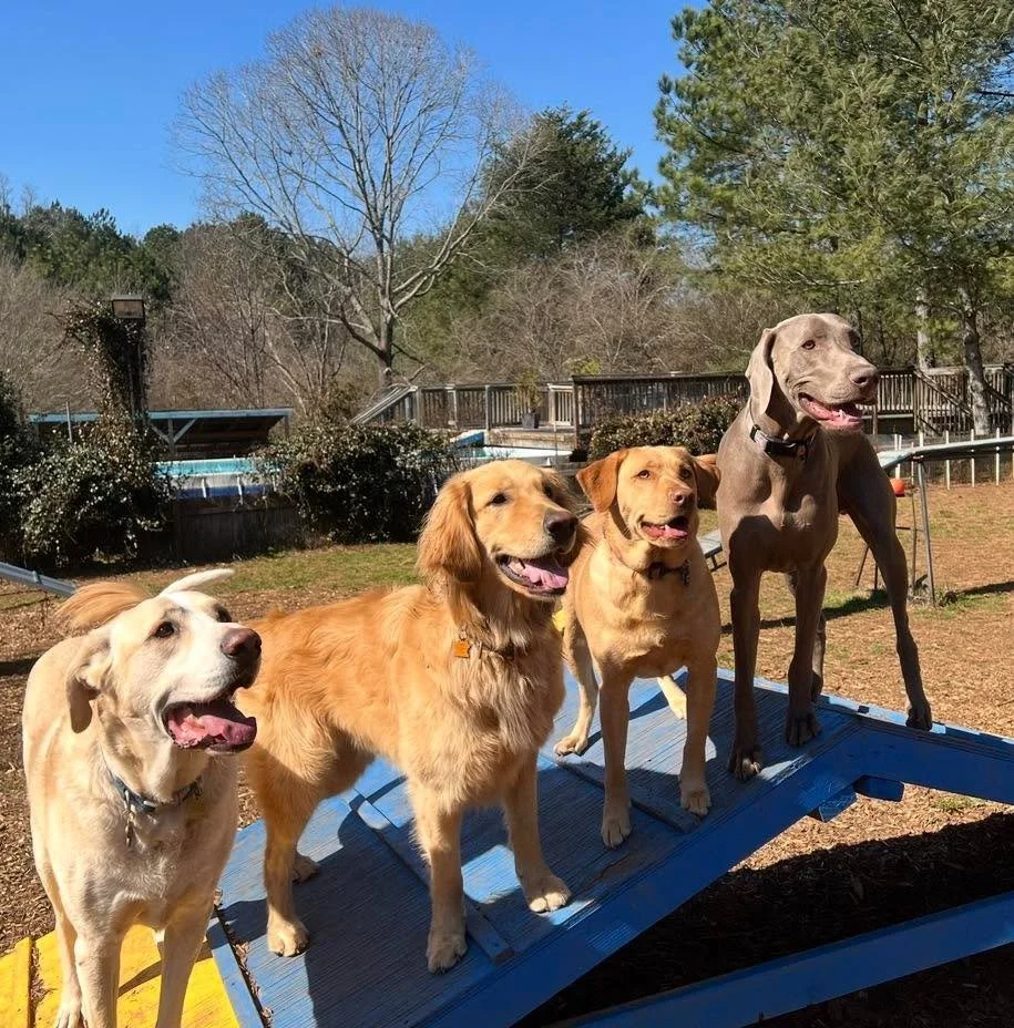 Group play: where dogs learn social skills and how to be part of a friend group 🐾
Benefits include confidence, better communication, and proper play styles.
Side effects include barking, zoomies, and sleeping like rocks when they get home.