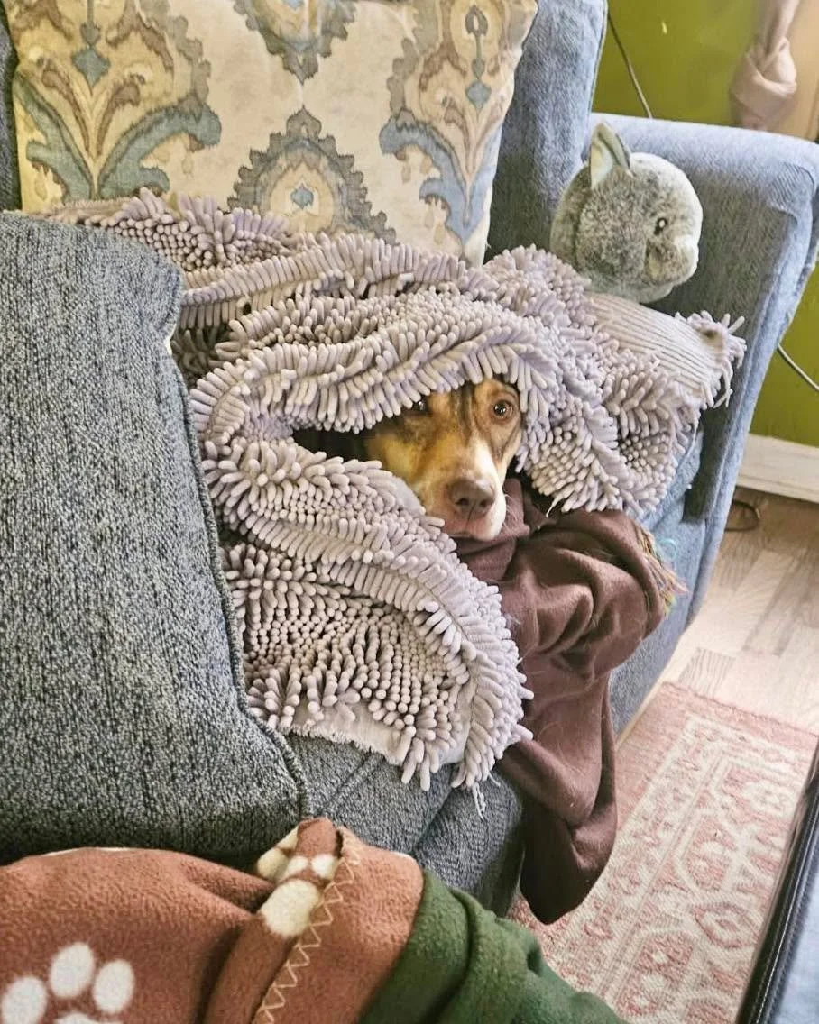 Ice storm check-in ❄️
All boarding pups are doing great &mdash; warm, dry, and cozy with staff staying on-site overnight. We also have a generator ready if needed.
All is well at the farm!!🐕