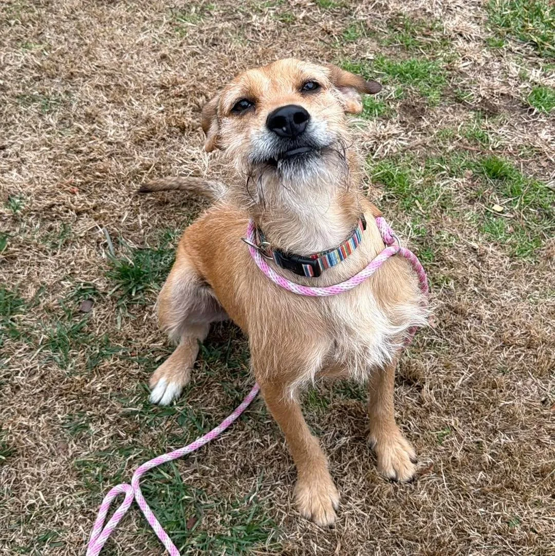 Meet Sally! One of our foster dogs💕
Sweet, young, medium-sized with BIG dog energy.
She loves dogs, kids, running, playing &mdash; basically all the good things.
She&rsquo;d be perfect for an active family and is going to make such an incredible com