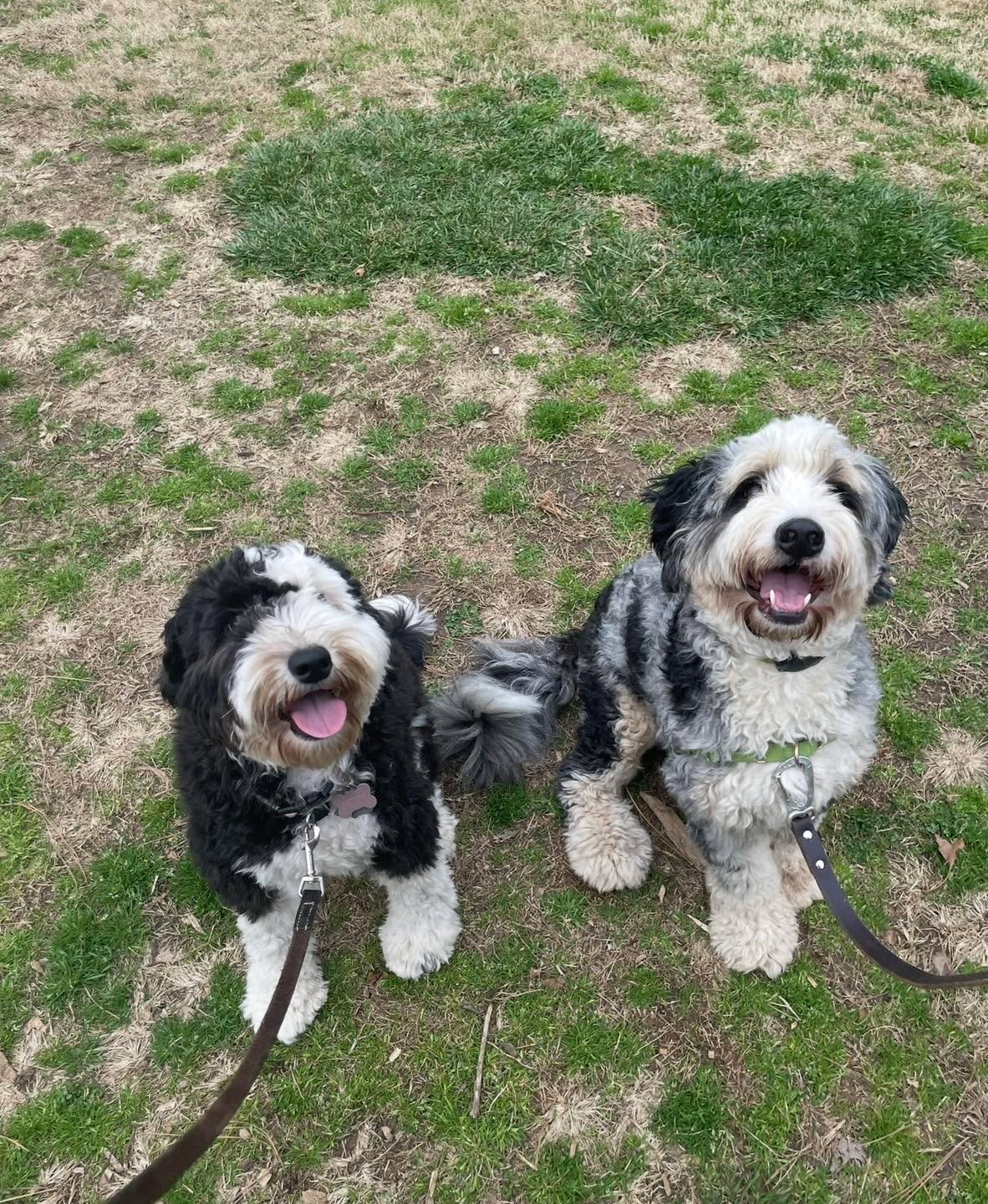 Whether it&rsquo;s board &amp; train, private sessions, or group classes &mdash; we live for training 🐾
Teaching dogs how to make better life choices (one rep at a time).