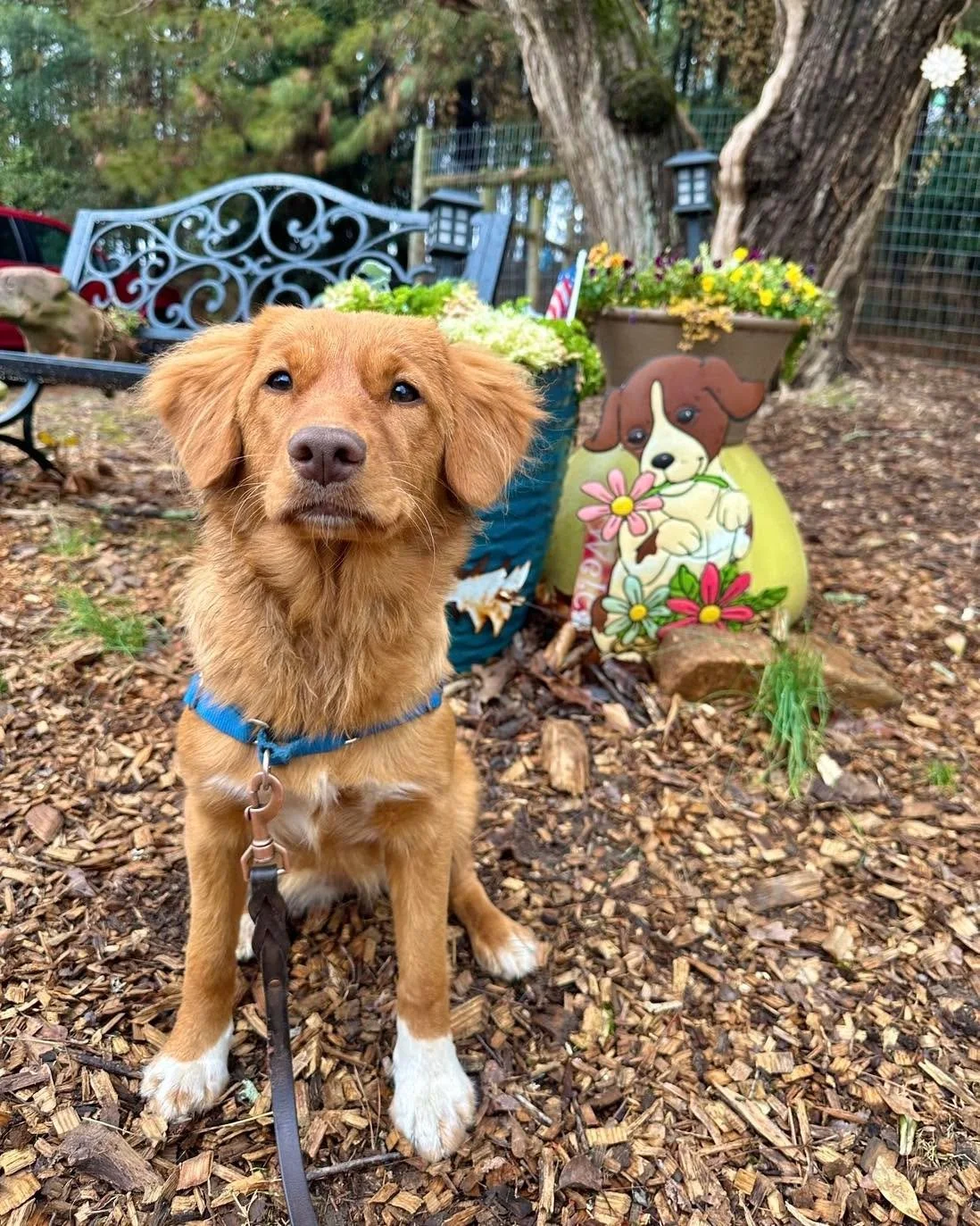 Just a few of our recent students doing their thing 💛
Maple, Benny, Maggie, Sequoia, Finn &amp; Max