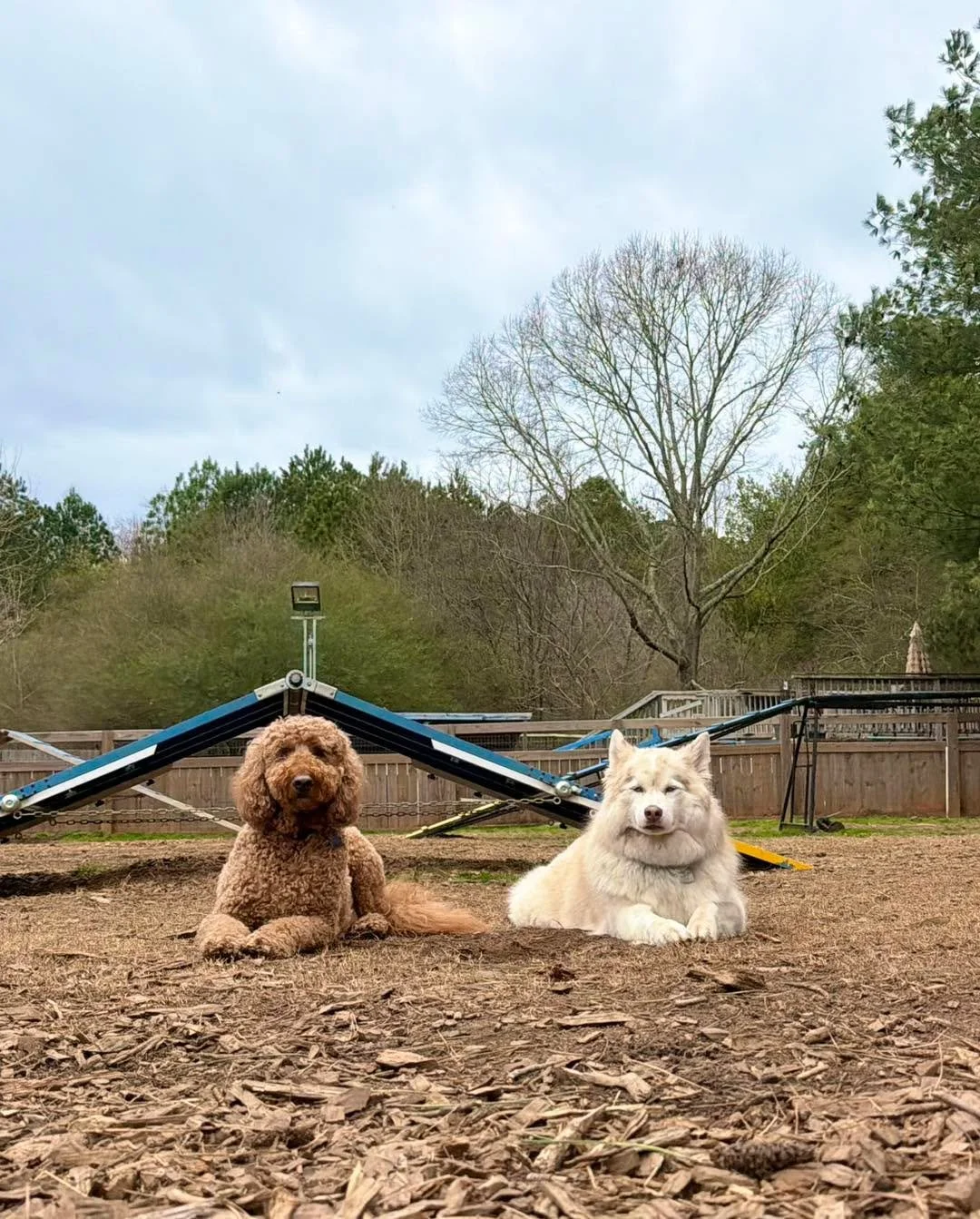 Dogs get to be dogs here &mdash; and that&rsquo;s exactly the way we like it❤️