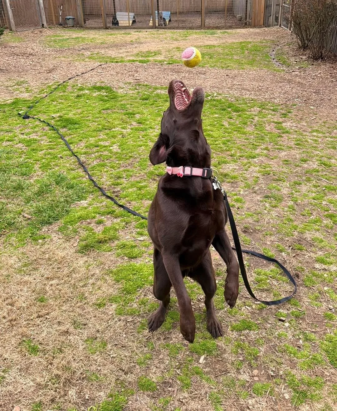 Just some fetch time with Mabel 🎾 

Labs and their love of fetch&hellip; truly the best combo ever.