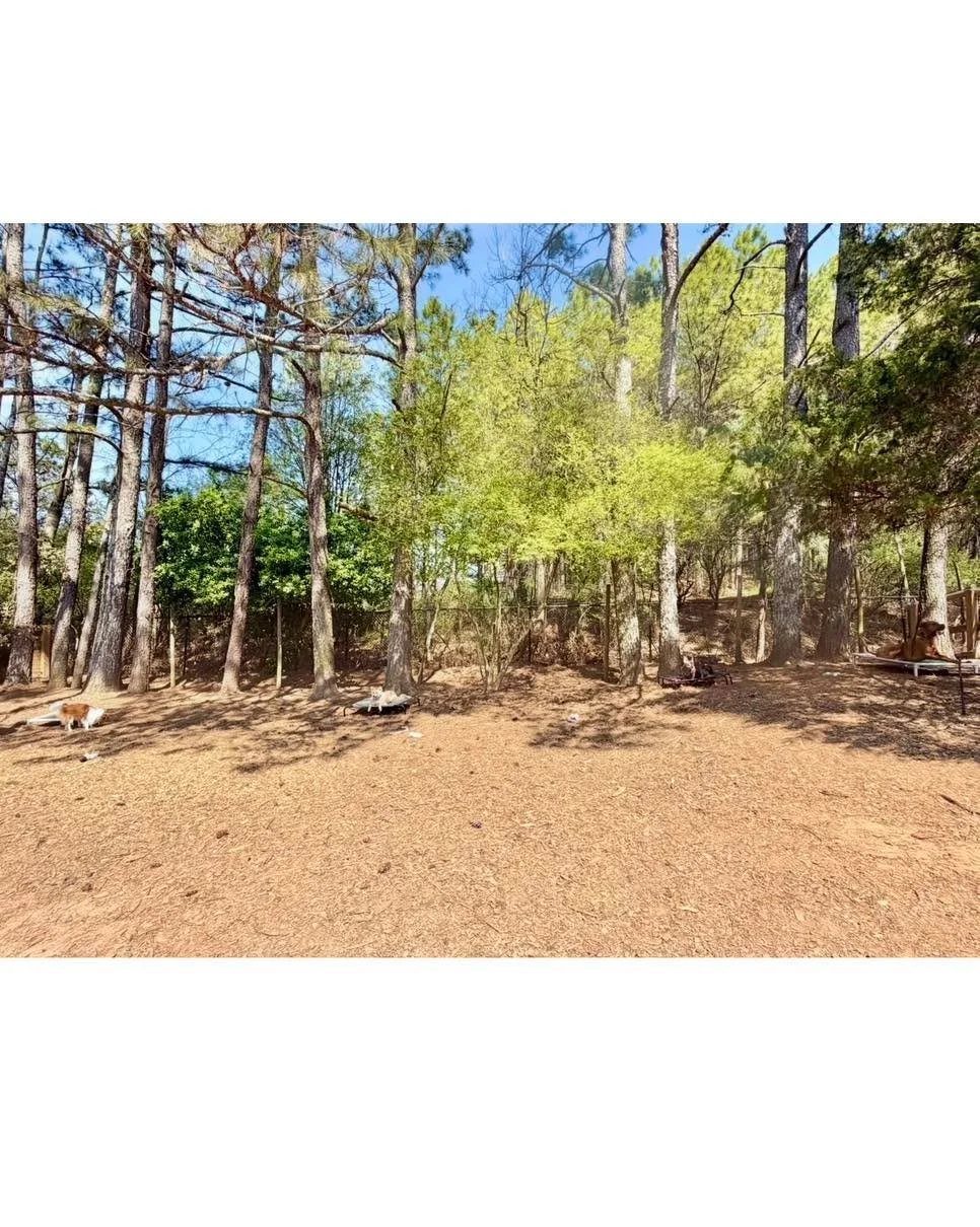 Woohoo!! Advanced Obedience graduates!!! 
We are so incredibly proud of this group, stellar dogs with amazing training!! 
Congrats to Appa, Cloud, Indy, and Roxi! ❤️