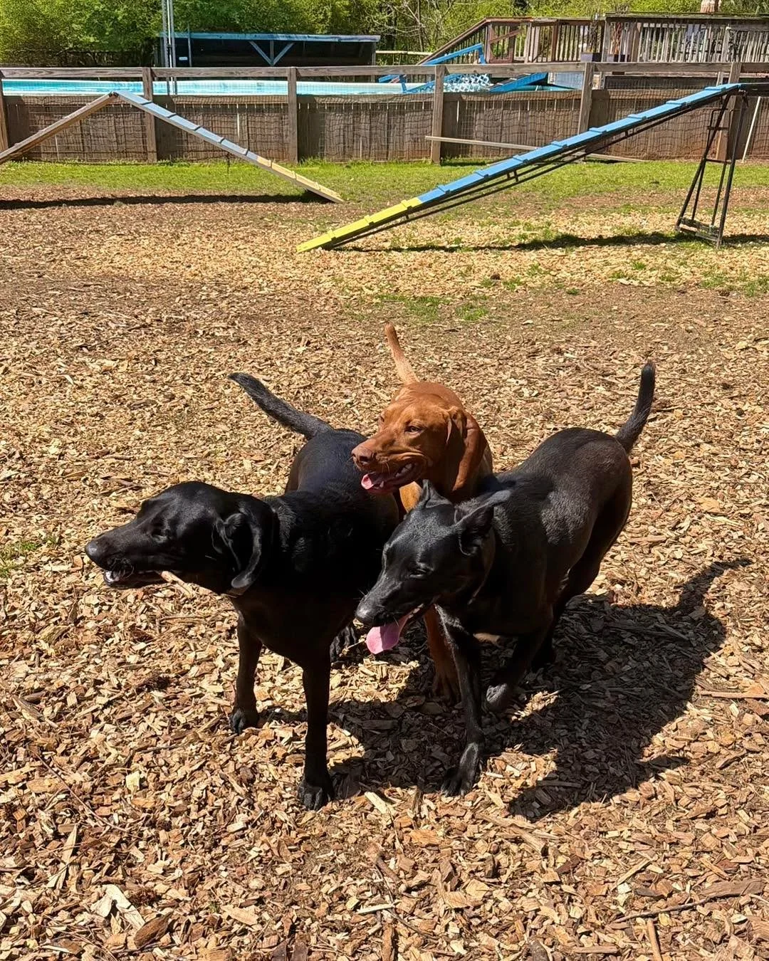 Basically a country club&hellip; but for dogs😆 #DoggyDaycare #Boarding #Training
