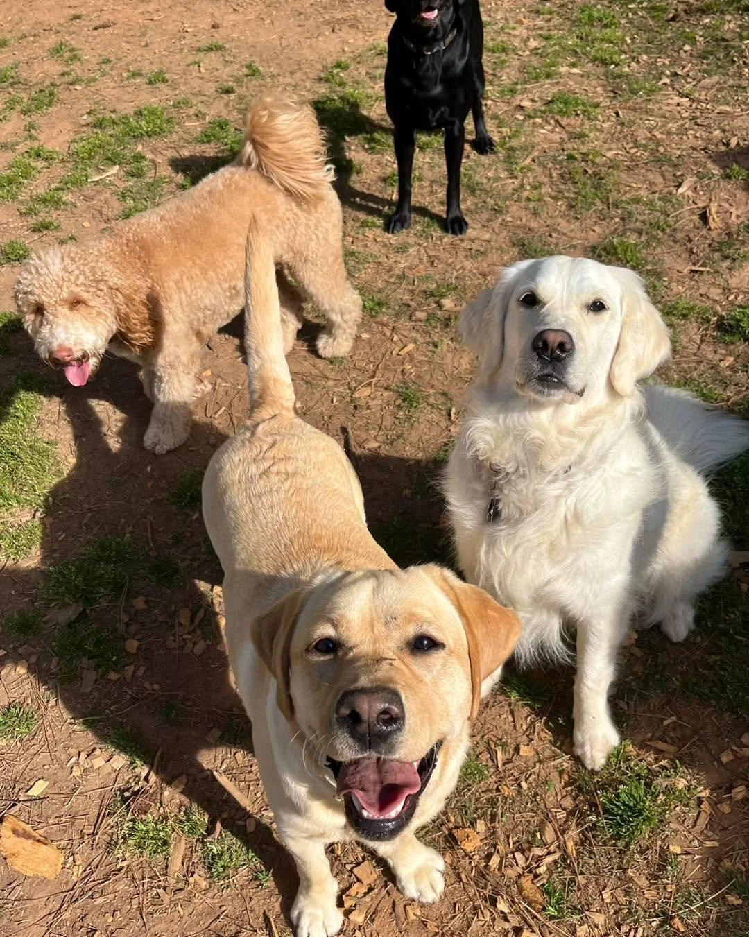 This weather = nonstop zoomies &amp; pool parties
#HappySpring