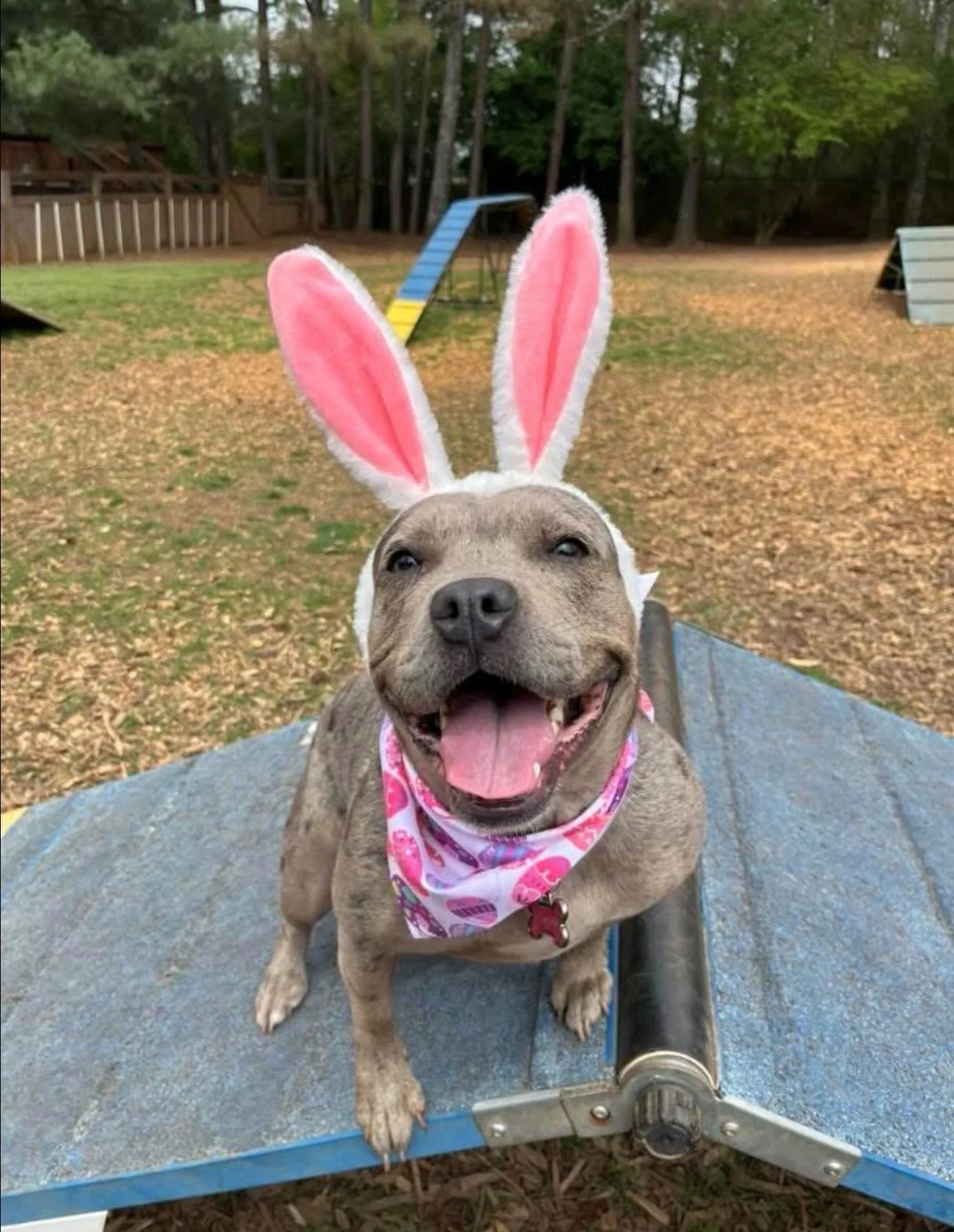 Our first couple days of Scent Work Egg Hunting was a huge success! 🐾🐣 

We loved seeing all the dogs working their noses and having a blast in the process! 

If you didn&rsquo;t make it out, good news- there&rsquo;s still tomorrow left to particip
