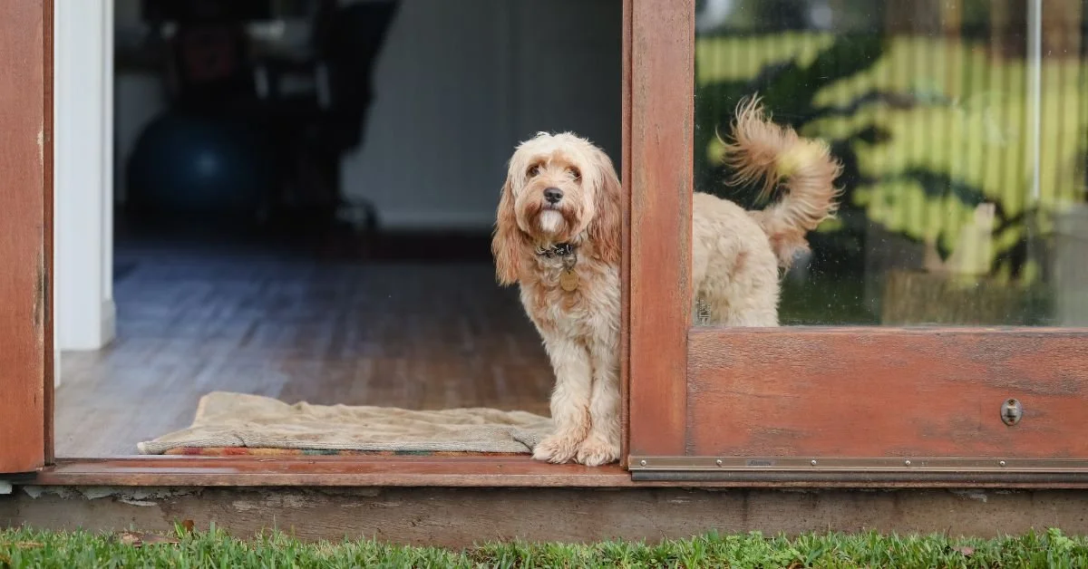 How Do I Fix Separation Anxiety When Everyone Goes Back to Work or School?