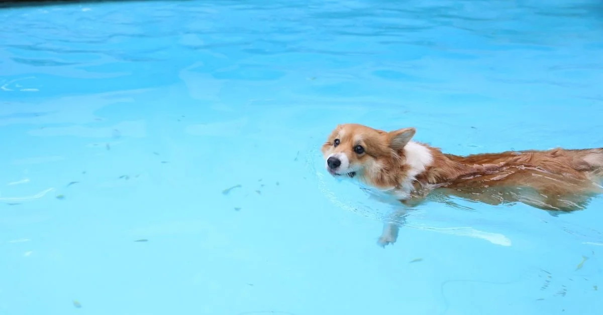 Dog Swimming Lessons &amp; Dock Diving in Atlanta: The Only Training Pool Your Dog Needs