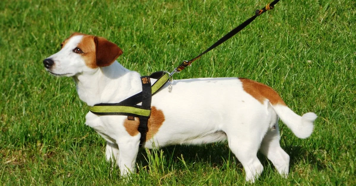 The Complete Guide to Board &amp; Train Dog Training in Atlanta