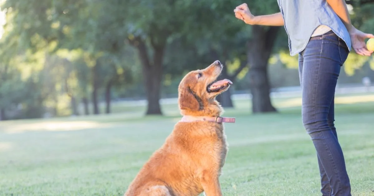 Alpharetta Dog Trainer: Training, Boarding &amp; Agility Near You