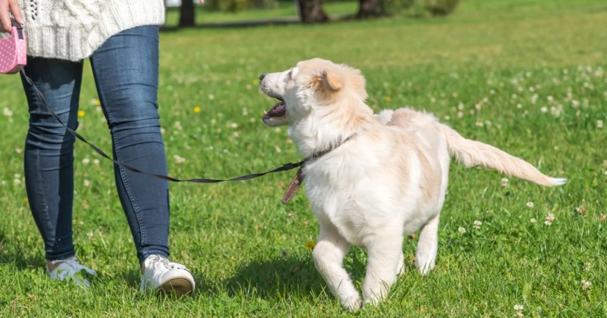Puppy Training in Atlanta: Your Complete First-Year Guide
