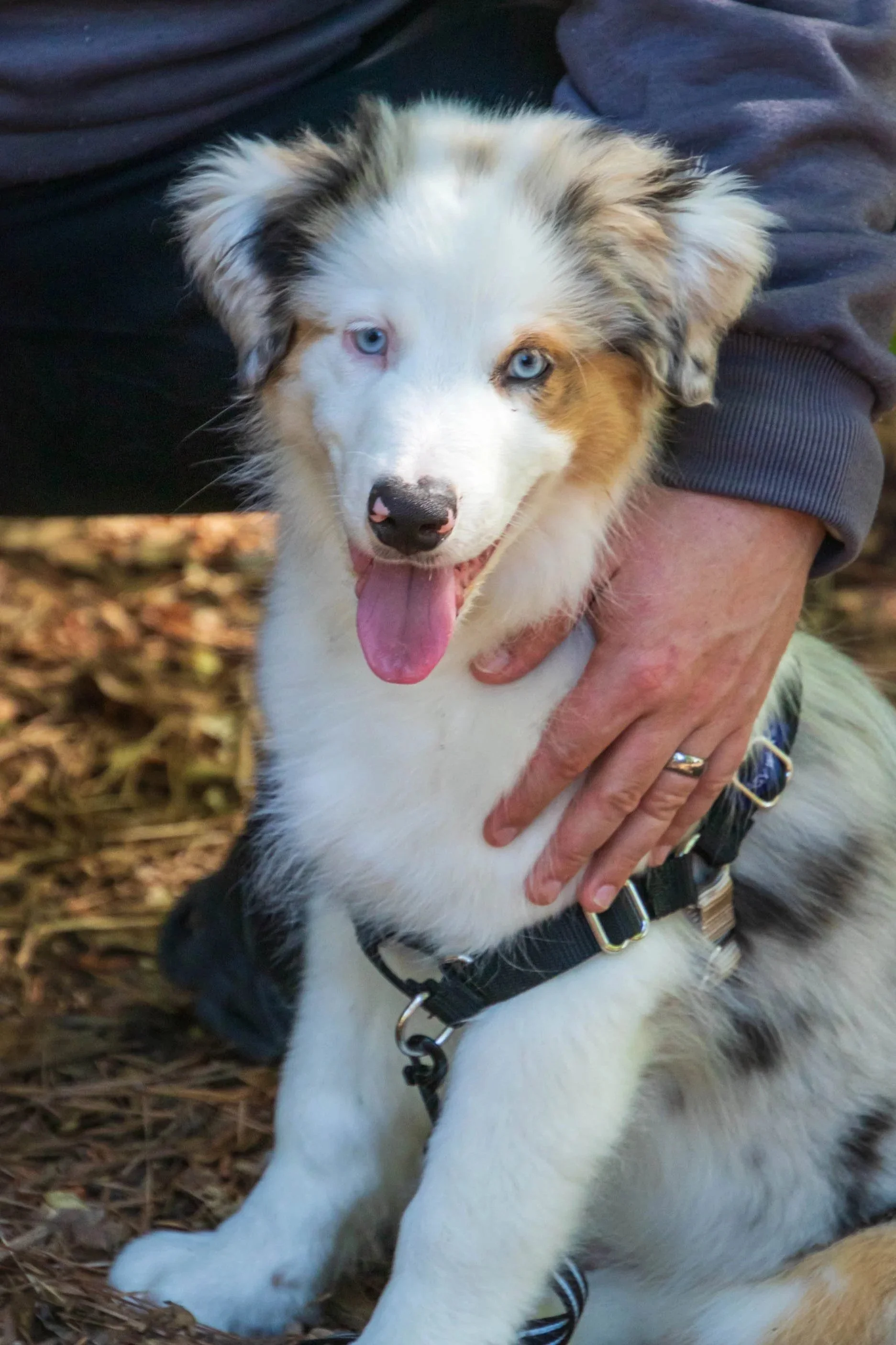 Puppy socializing with certified trainer in Atlanta, GA