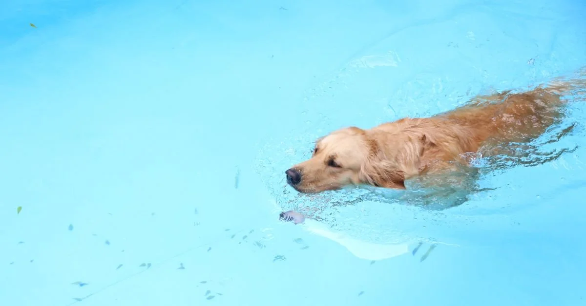 Golden Retriever swimming across the pool during a dog swimming lesson at Atlanta Dog Trainer in Milton, GA