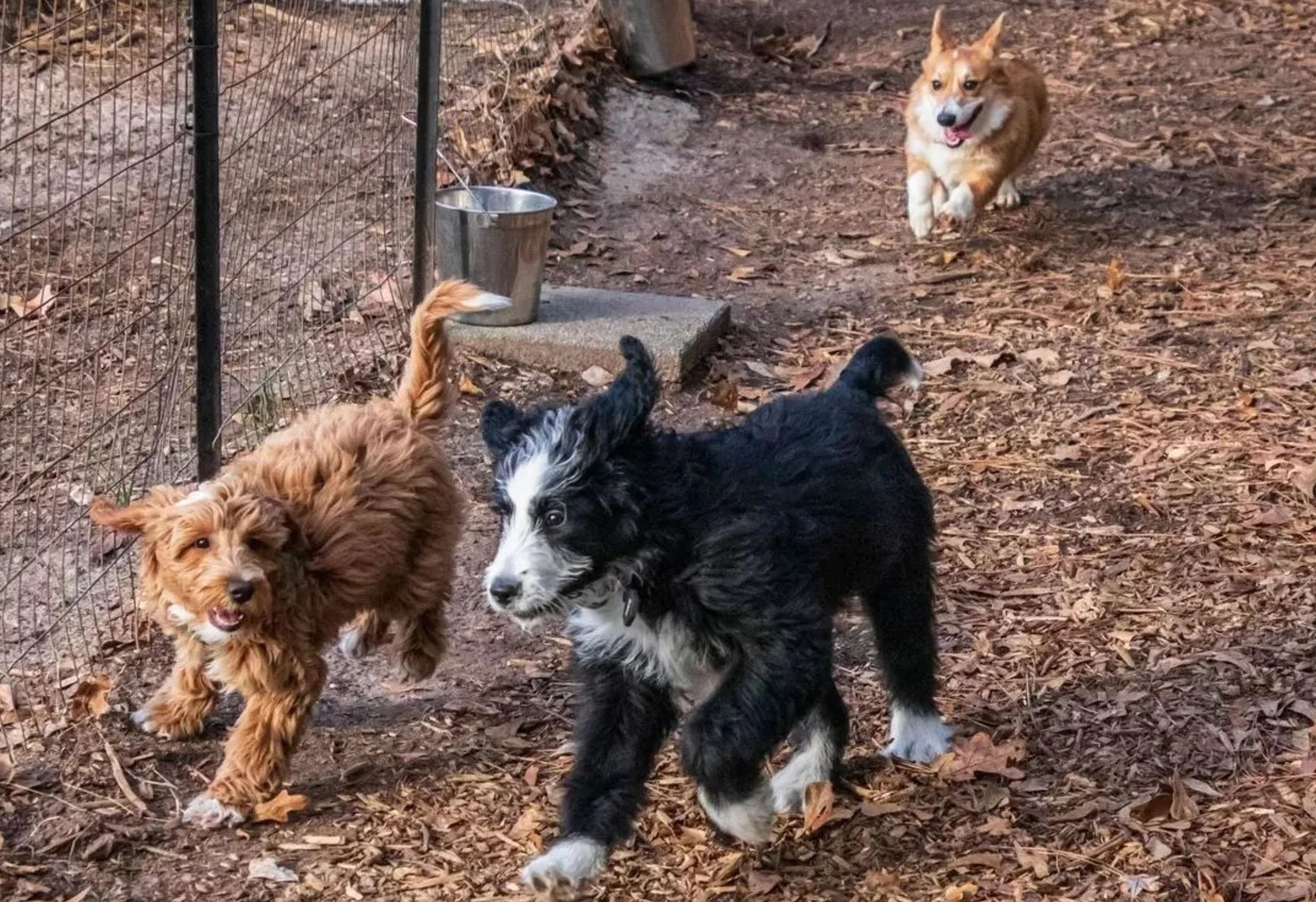 Puppy socialization class in progress at Atlanta Dog Trainer