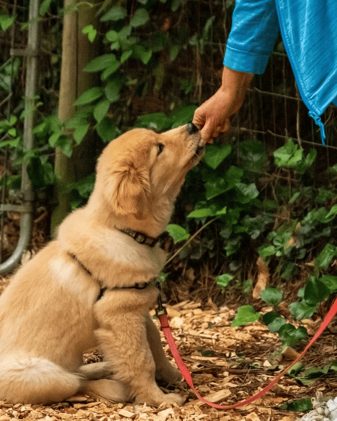Puppy getting treat during Atlanta Dog Trainer puppy training class