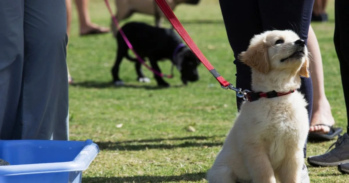 Small structured puppy classes in Atlanta with trainer coaching calm behaviors