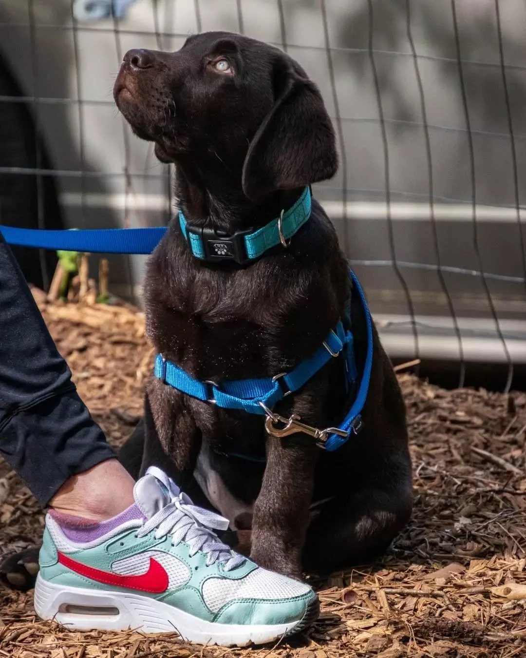 Puppy obedience training in Milton, GA