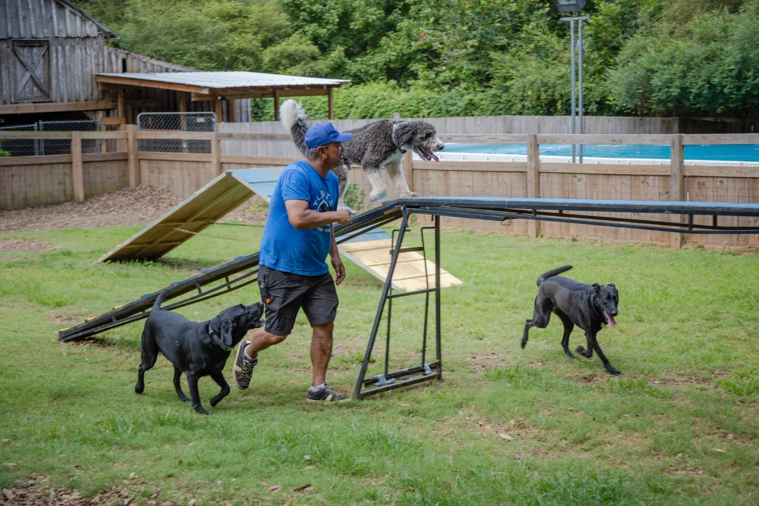 Trainer working with dogs at Atlanta Dog Trainer Milton Facility