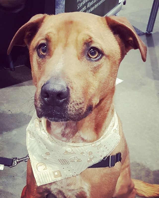 Meet kindhearted doe-eyed Rynie! (Pronounced Rye-nee) 
He is such a handsome love bug 🐛💖 Rynie was so popular (and well behaved) at the Dog Lovers Show but is still looking for his forever home. He is a very handsome boy with rockpools as eyes!! He