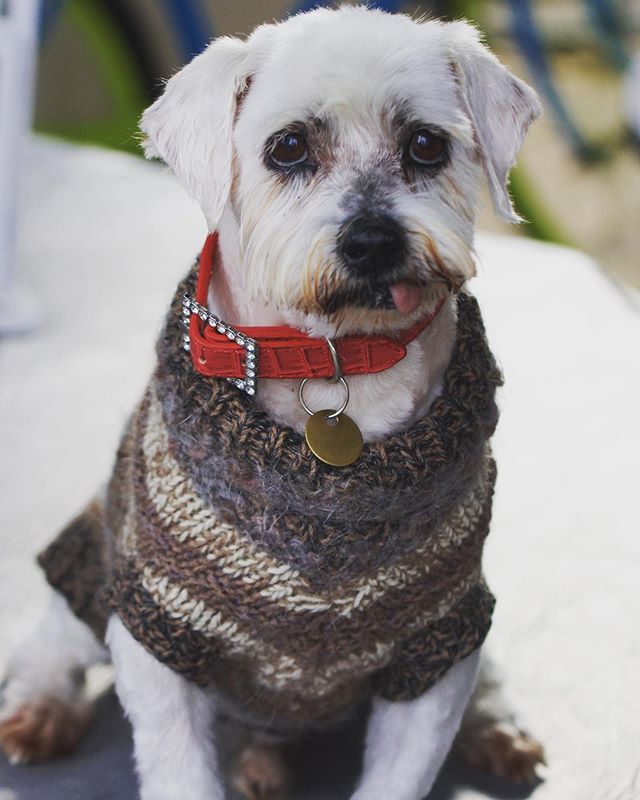 Introducing cutie Pascal! Small Male Maltese Mix Dog, 10 years old. Pascal came to visit us at the Dog Lovers Show and sat quietly with his foster carer and let so many people give him a cuddle. He enjoyed the attention. Pascal is a very friendly gen