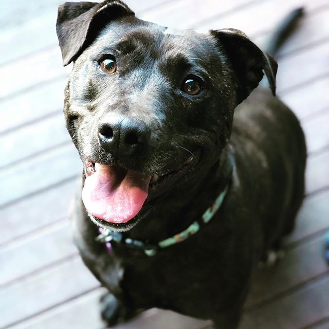 Aloha Akira!  Looking for love
this sweet 4 year old staffy x, looks quite stunning in her pink shades! She has had an unfortunate life - never walked or socialised with dogs or any humans except her immediate family. Akira has a typical staffy perso